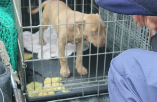 GInger got sick on the way to the SPCA clinic in Sandton.