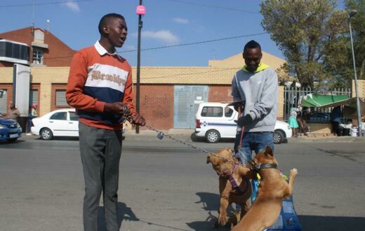 Oratile Ndobe restrains Leo from playing too hard with Pumpkin, also being restrained by her human, Shaun Mosito.