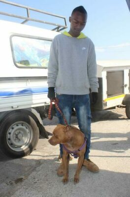 Pumpkin, accompanied by her owner Shaun Mosito, was quite shy of the camera at first.